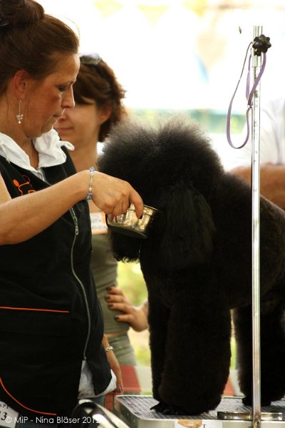 2012-07-01 B & B - Bedlington & Bichon Fun Day (66)_1000x1500.jpg